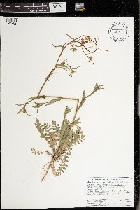 Capsella bursa-pastoris image