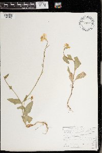 Sinapis arvensis image
