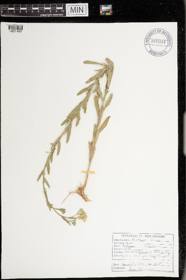 Berteroa incana image