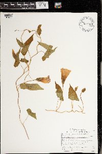 Calystegia sepium image