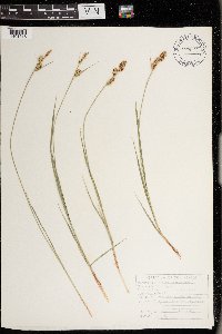 Carex buxbaumii image