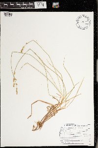 Carex canescens image