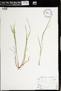 Carex debilis var. rudgei image