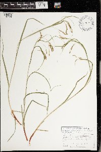 Carex debilis var. rudgei image