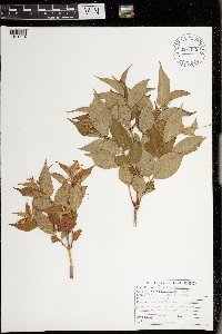 Diervilla lonicera image