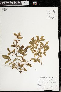 Lonicera x bella image