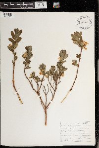 Lonicera caerulea image