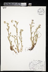 Myosotis sylvatica image