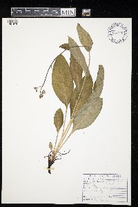 Cynoglossum virginianum var. boreale image