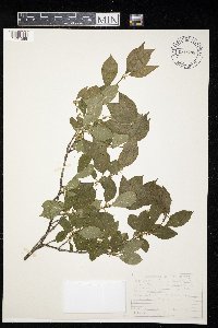 Ilex verticillata image