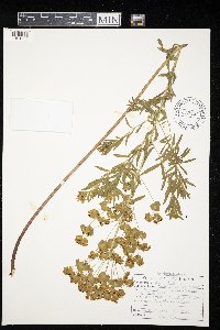 Euphorbia virgata image