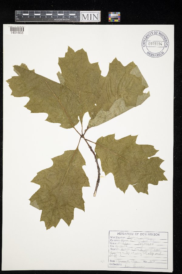 Quercus rubra image