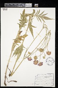 Knautia arvensis image