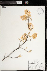 Amelanchier arborea image