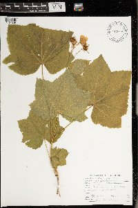 Rubus parviflorus image