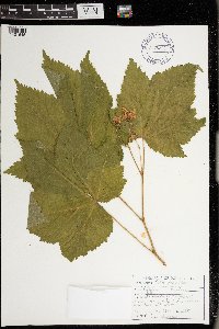 Rubus parviflorus image