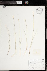 Carex pauciflora image