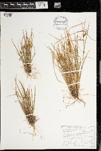 Carex viridula image