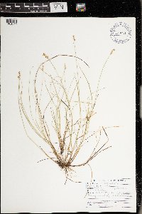 Carex interior image