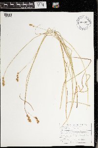 thumbnail image of current specimen