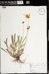 Coreopsis lanceolata image