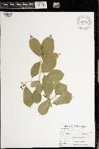 Celastrus scandens image