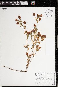 Trifolium aureum image