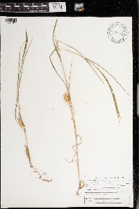 Muhlenbergia mexicana image