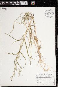 Muhlenbergia mexicana image