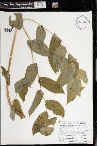 Streptopus amplexifolius image