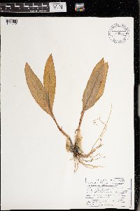Allium tricoccum image
