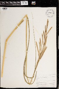 Spartina pectinata image