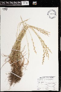 Lolium perenne image