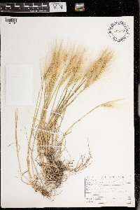 thumbnail image of current specimen