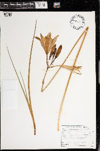 Media resource of Hemerocallis lilioasphodelus