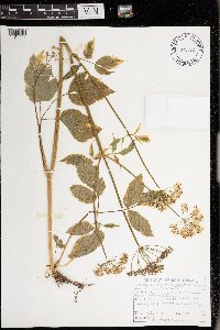 Aegopodium podagraria image