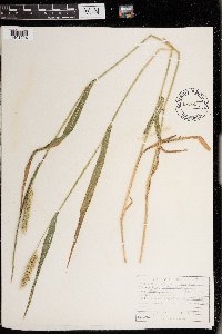 Elymus virginicus image