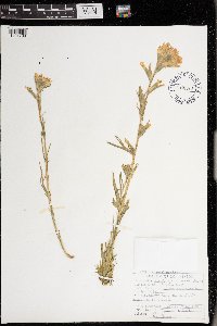 Castilleja coccinea image