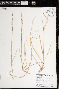 Schizachne purpurascens image