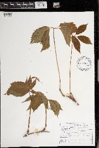 Parthenocissus inserta image