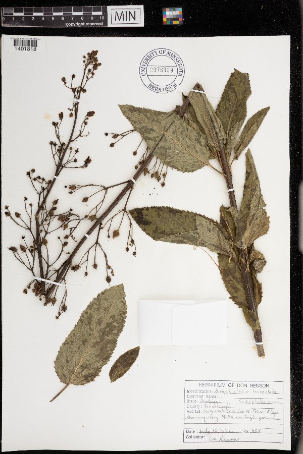 Scrophularia lanceolata image