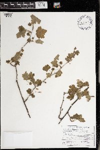 Ribes cynosbati image