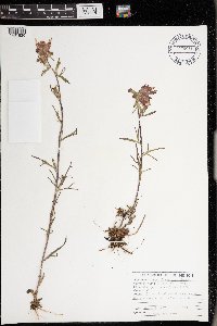 Castilleja coccinea image
