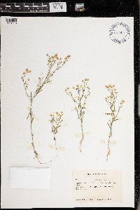 Conyza canadensis image