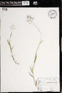 Dichanthelium acuminatum subsp. columbianum image