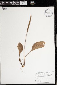 Plantago major image