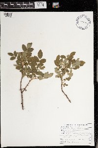 Rosa acicularis image