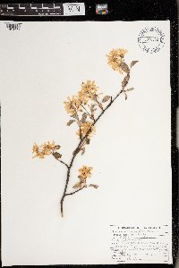 Amelanchier arborea image