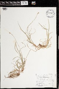 Carex peckii image