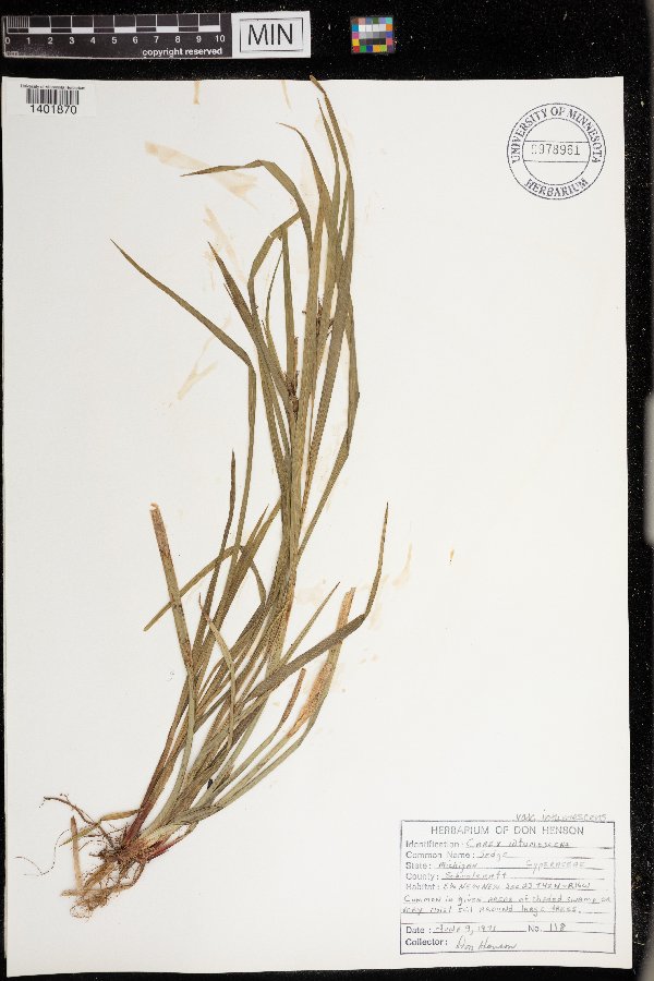 Carex intumescens var. intumescens image